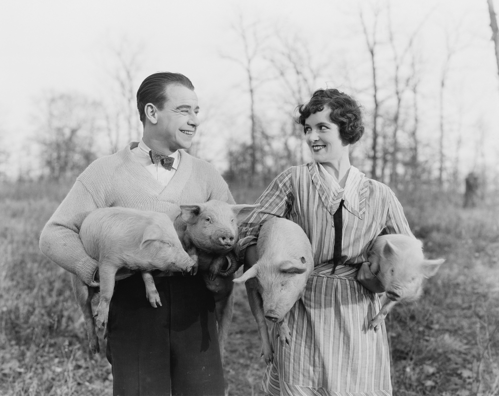 Black and white photo of 1950's white man and woman carrying pigs in a field.